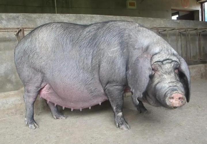 产仔多的母猪什么品种-图3