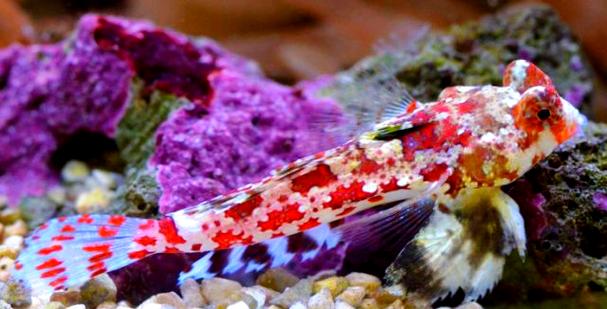 海水青蛙鱼价格多少？图片长啥样？-图1