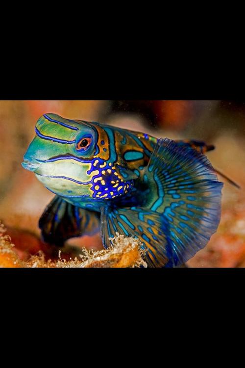 海水青蛙鱼价格多少？图片长啥样？-图3