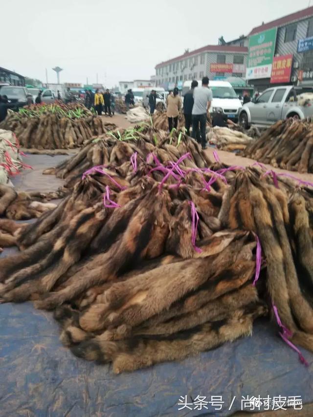 全国尚村皮毛最新价格是多少？-图1