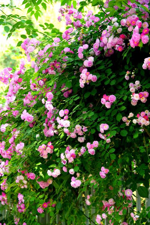 蔷薇的品种及图片大全-图1