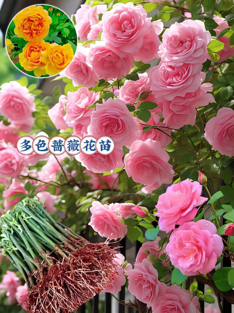 蔷薇的品种及图片大全-图3