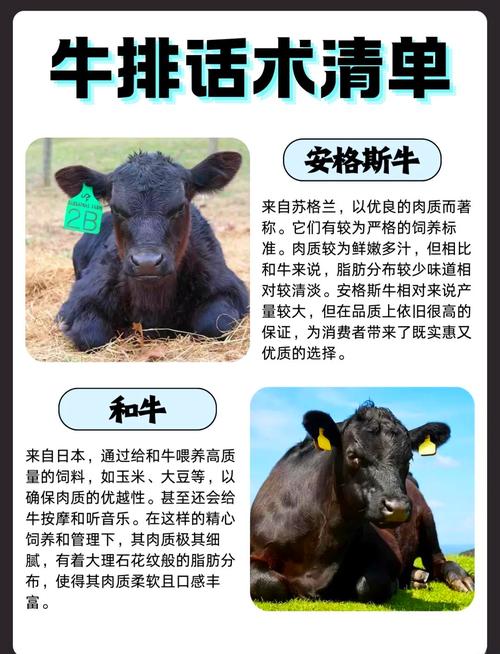 外国牛有几个品种图片-图2