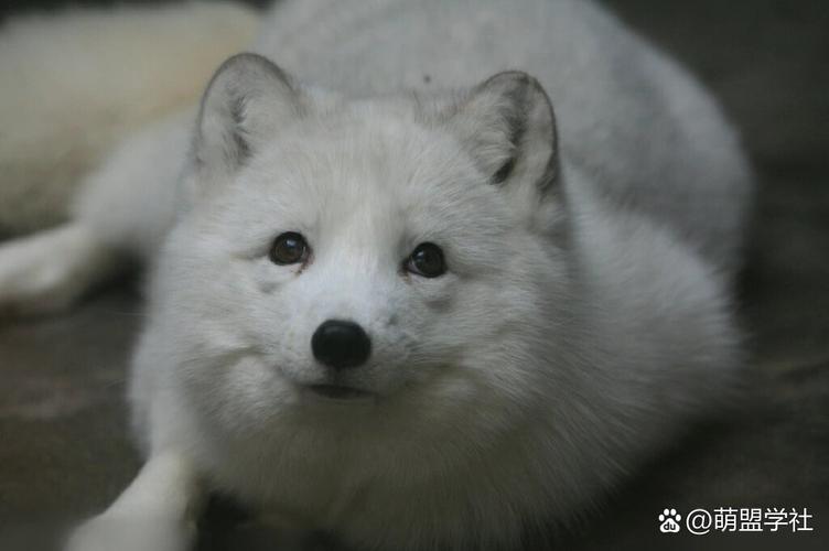 国内能养的狐狸品种有哪些？-图2