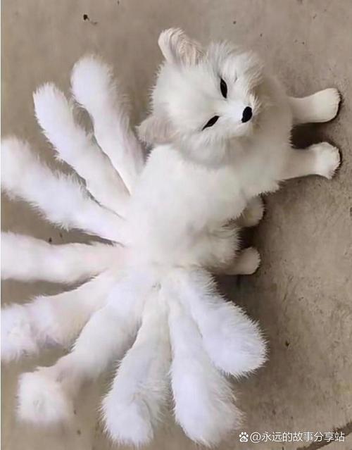 国内能养的狐狸品种有哪些？-图3