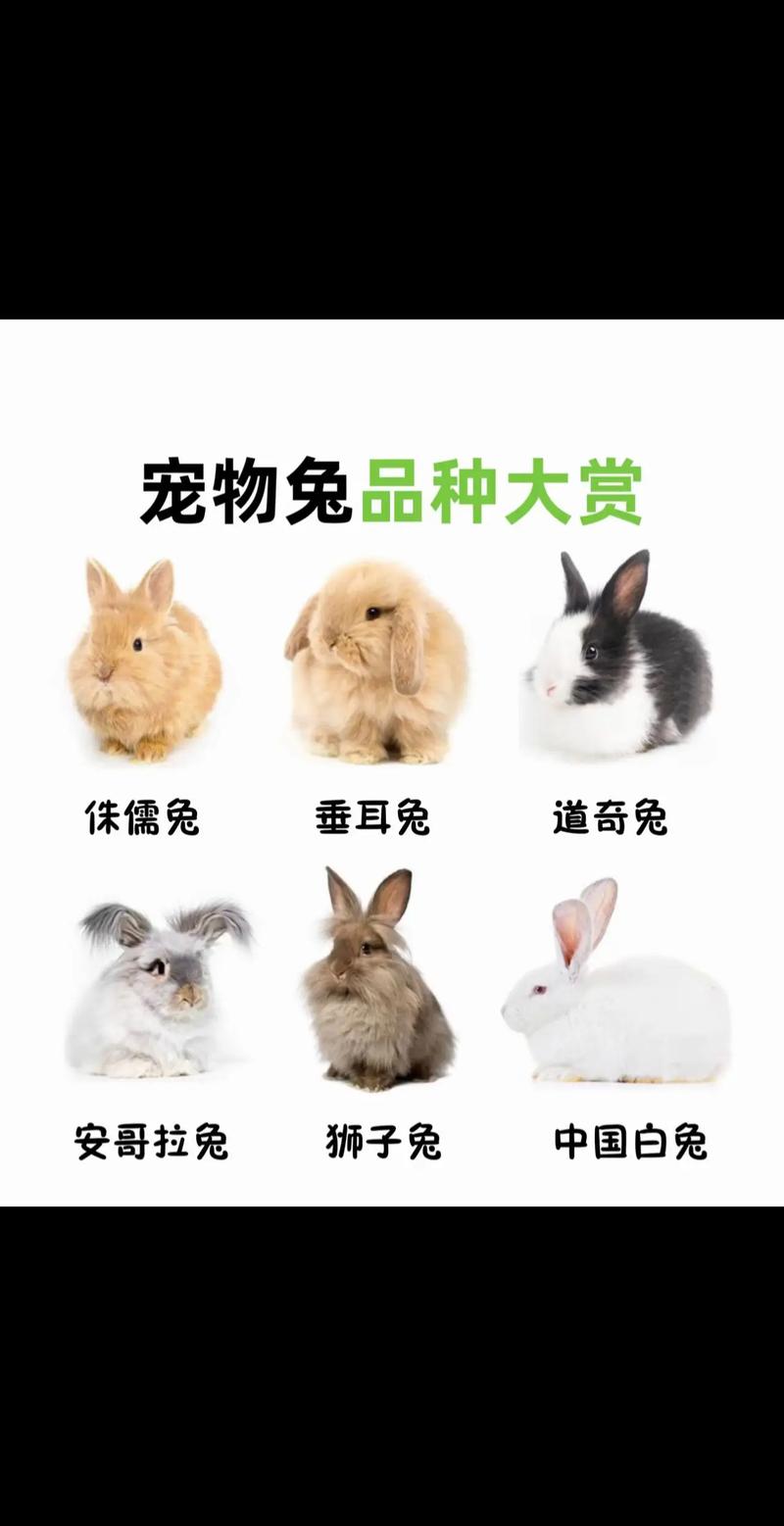 兔子的品种和分类讲解-图1