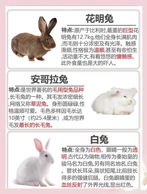 兔子的品种和分类讲解-图2