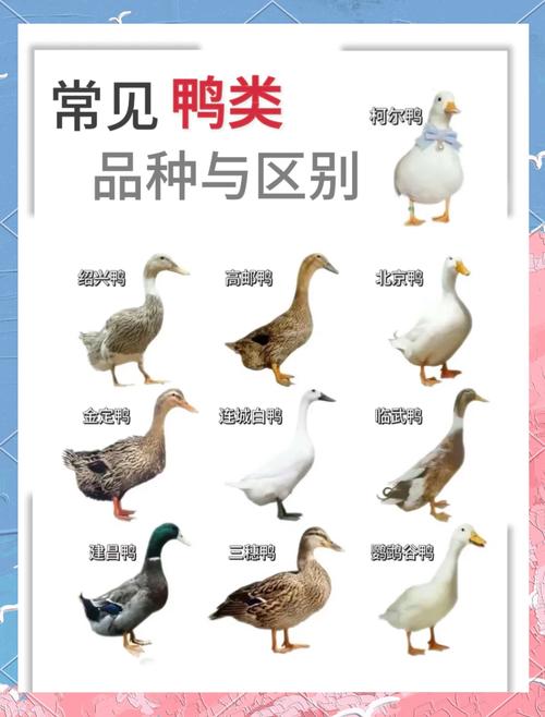 鸭有多少品种图片大全-图1