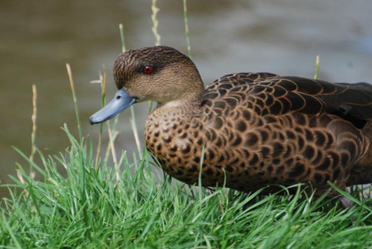 鸭有多少品种图片大全-图2