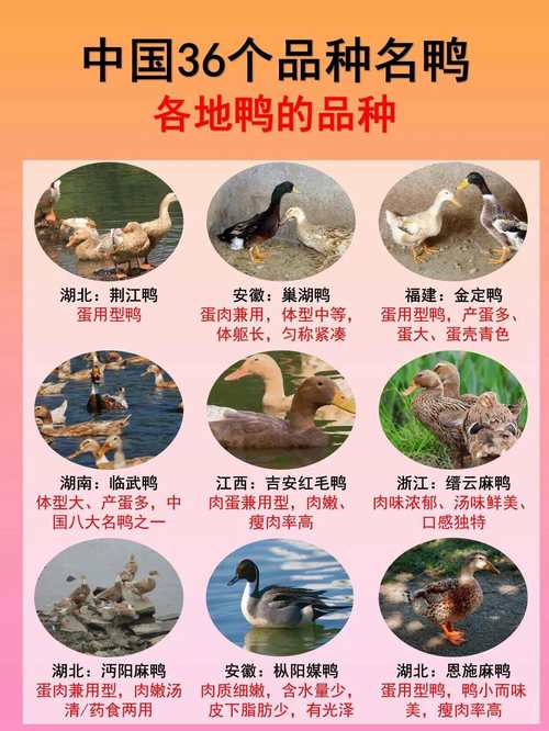 鸭有多少品种图片大全-图3