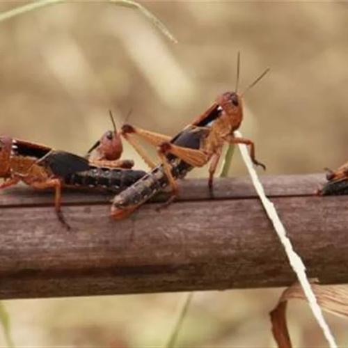 广西东亚飞蝗养殖技术有哪些关键要点？-图1