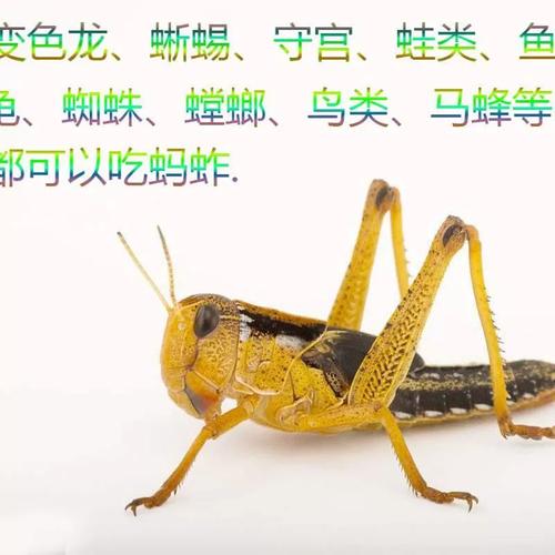 广西东亚飞蝗养殖技术有哪些关键要点？-图2