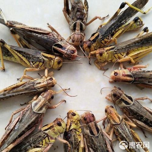 广西东亚飞蝗养殖技术有哪些关键要点？-图3