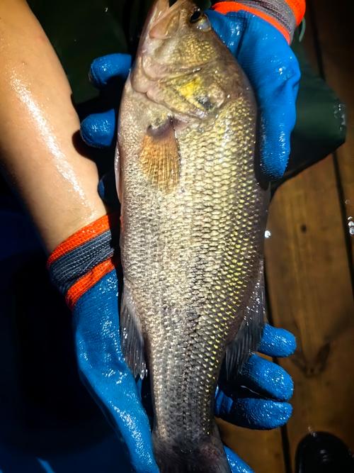 加州鲈鱼当前塘口价格多少？-图1