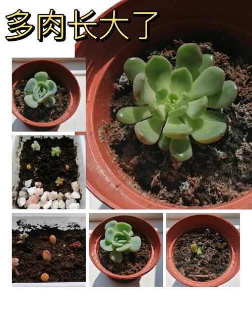 多肉扦插技术要点有哪些？-图1