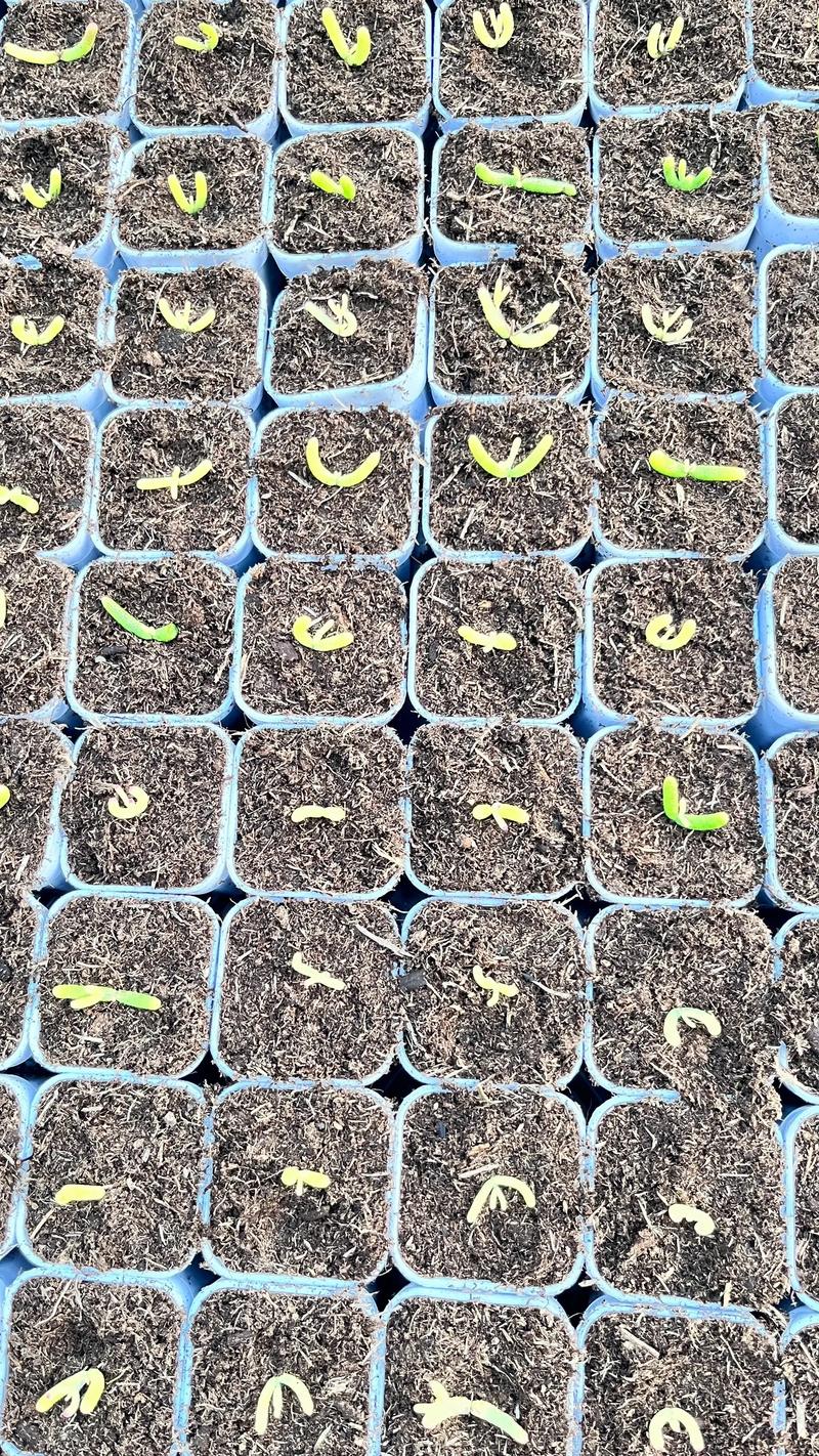 多肉扦插技术要点有哪些？-图2