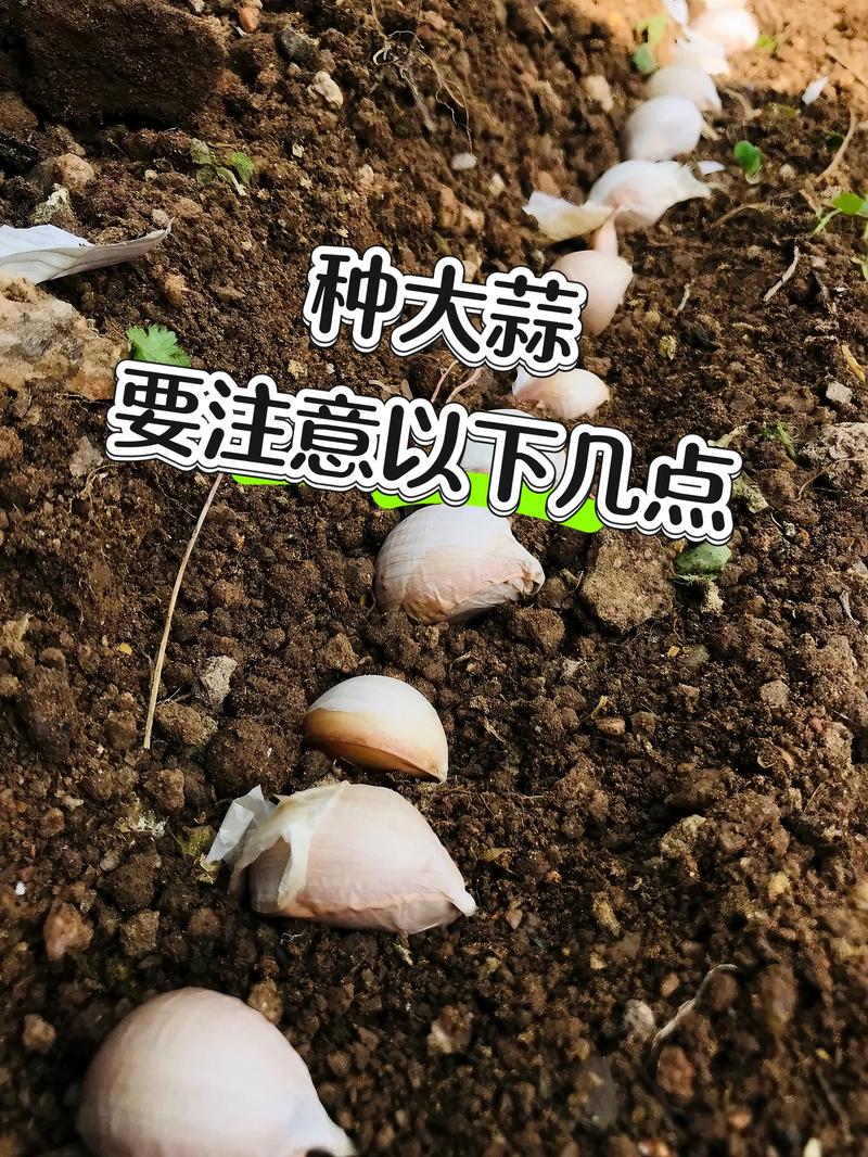 夏季蒜苗怎么种？视频教你关键技巧！-图1
