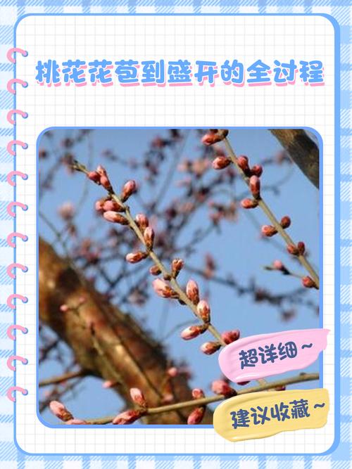 桃花的种植方法和技术-图1