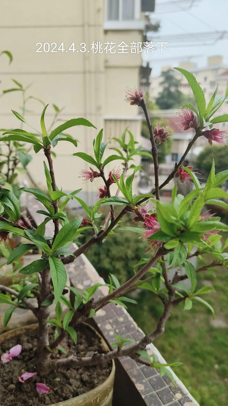 桃花的种植方法和技术-图2