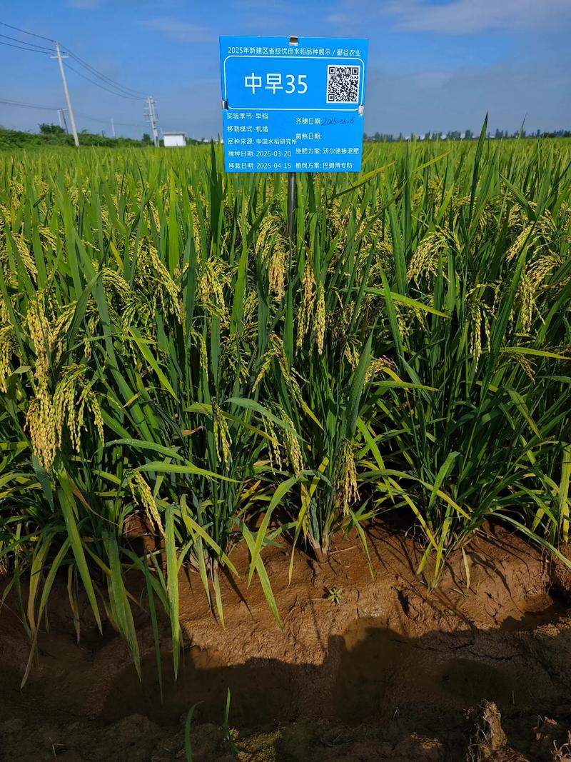 早熟品种有那些水稻吧-图1