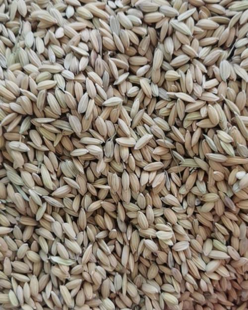 早熟品种有那些水稻吧-图2