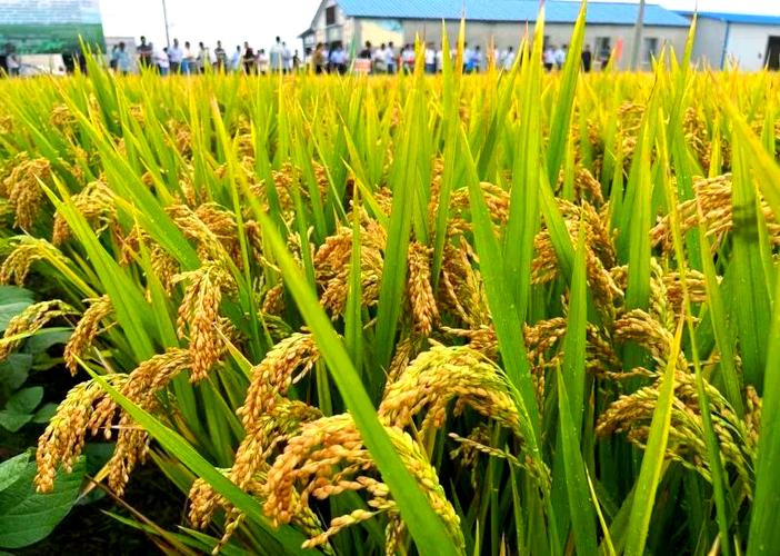 早熟品种有那些水稻吧-图3