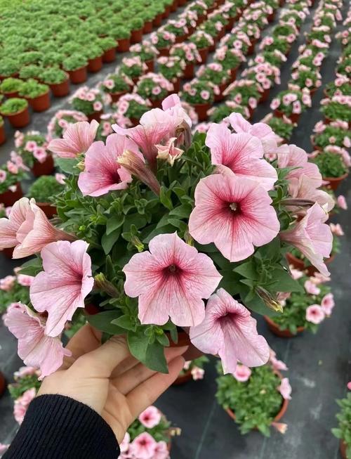 矮牵牛紫红是什么品种-图1