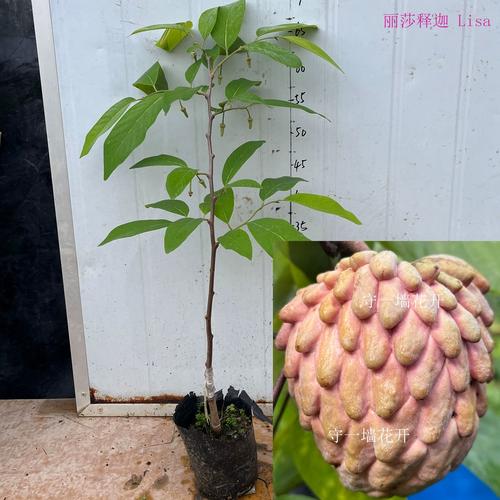 盆栽番荔枝哪个品种好-图1