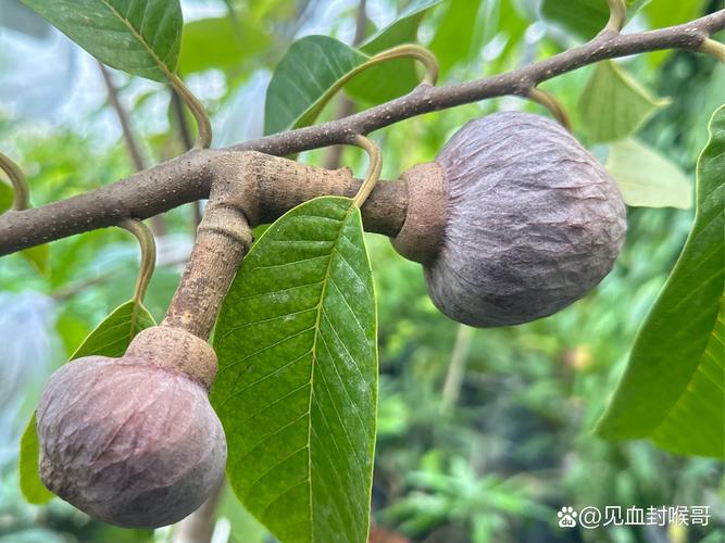 盆栽番荔枝哪个品种好-图2