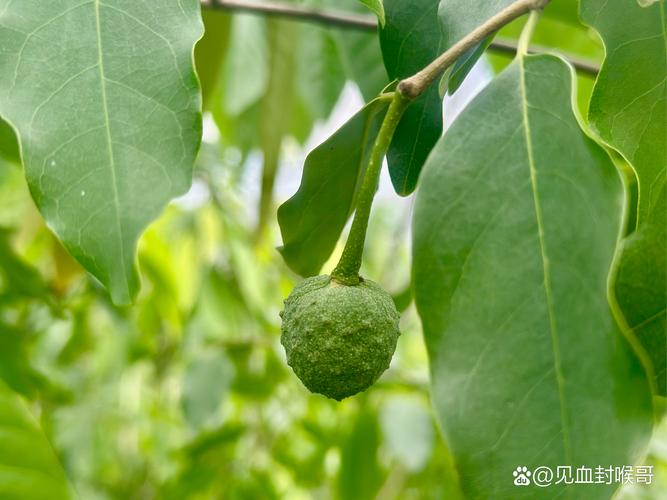 盆栽番荔枝哪个品种好-图3