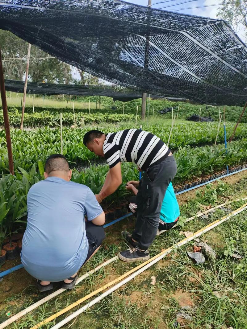 海南槟榔如何实现高产栽培？-图1