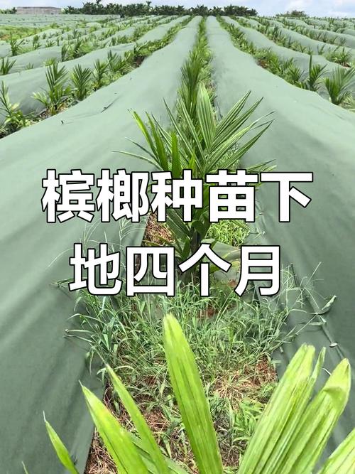 海南槟榔如何实现高产栽培？-图2