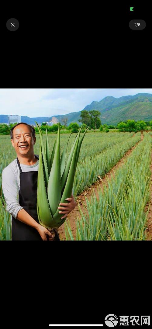 元江芦荟的品种及图片-图1