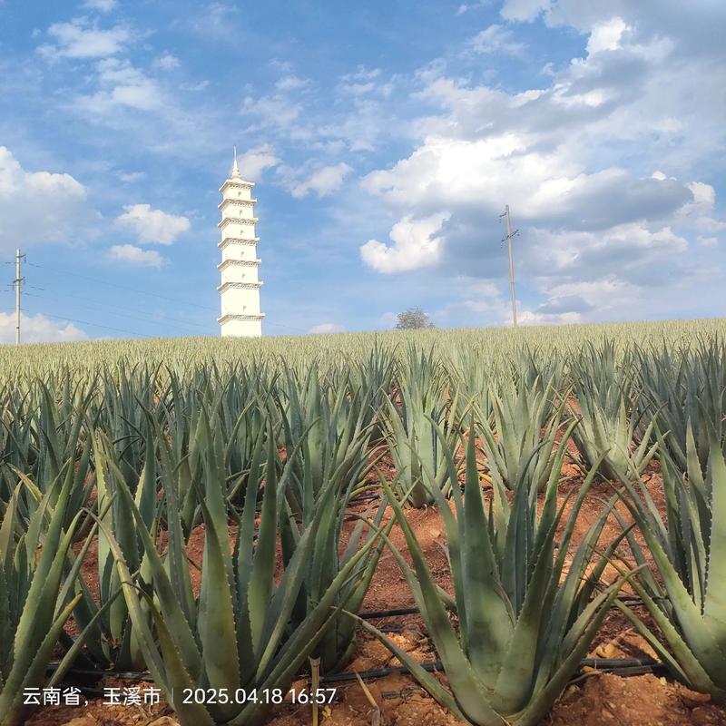 元江芦荟的品种及图片-图2