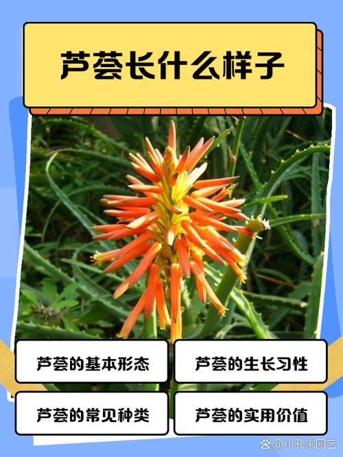 元江芦荟的品种及图片-图3