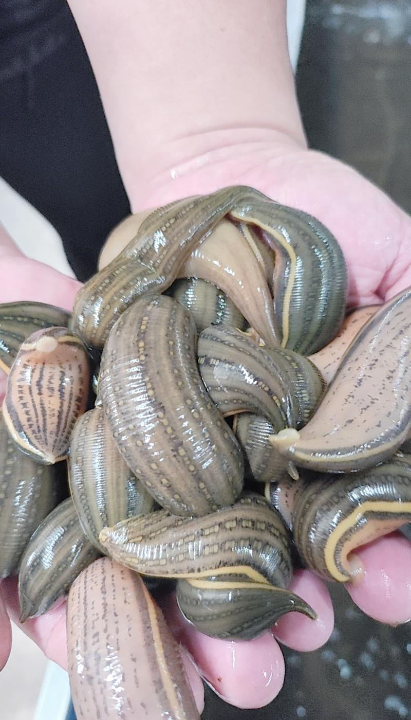 养殖水蛭选什么品种好？-图1