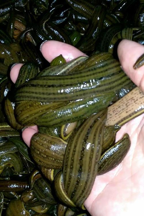 养殖水蛭选什么品种好？-图2