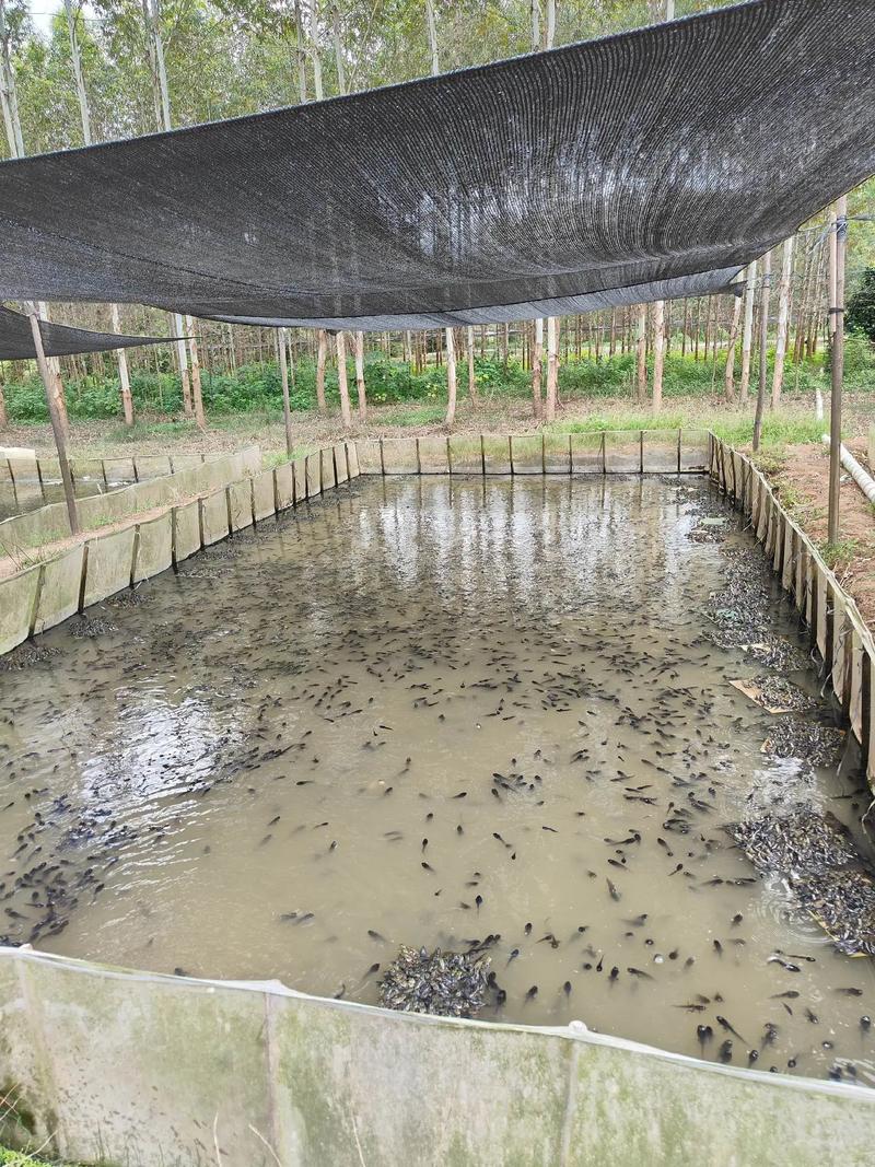 农村水产养殖养殖技术-图2