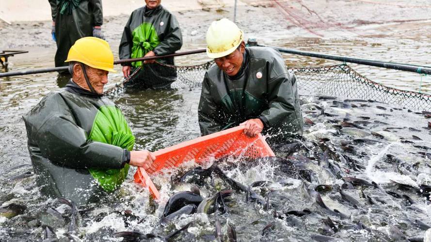 农村水产养殖养殖技术-图1