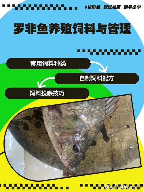 罗非鱼低成本养殖技术-图1