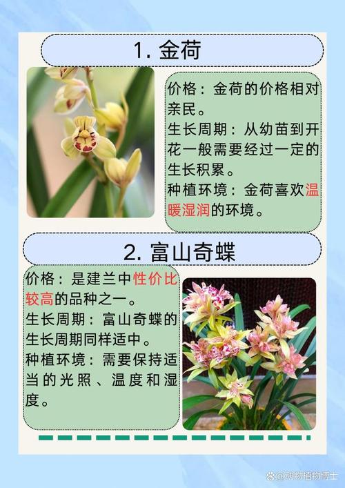 叶片如何区分建兰品种名？-图2