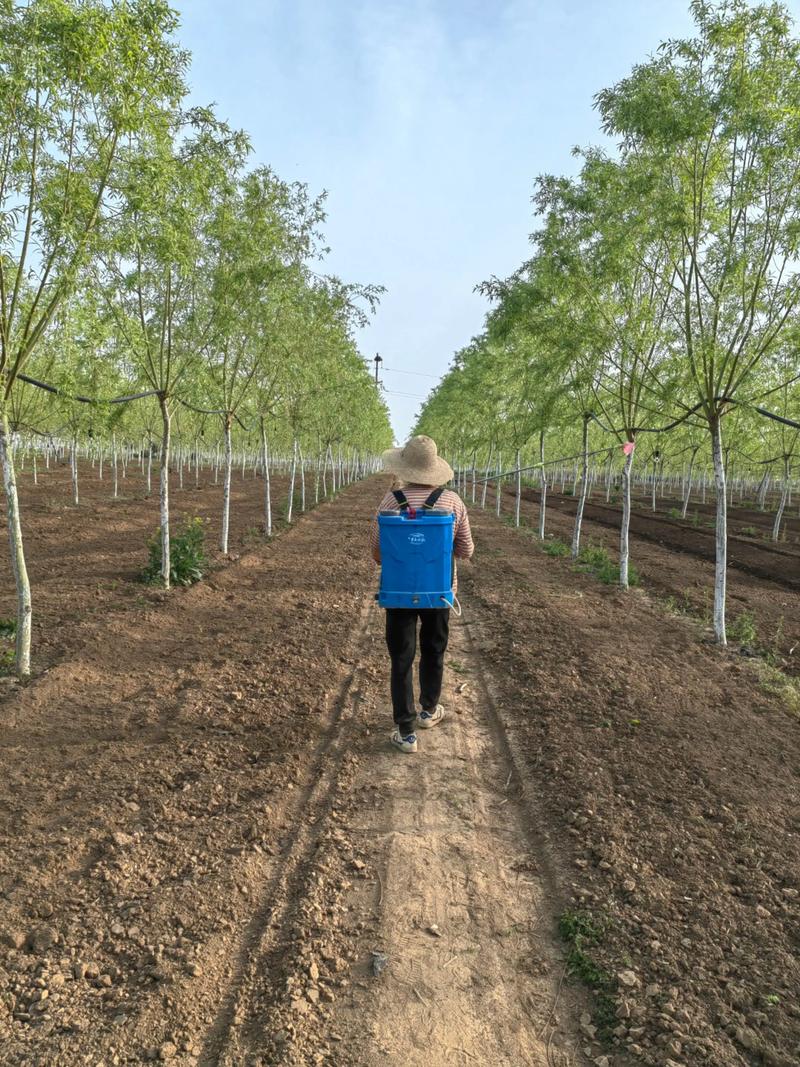 知了养殖技术怎样高产-图2