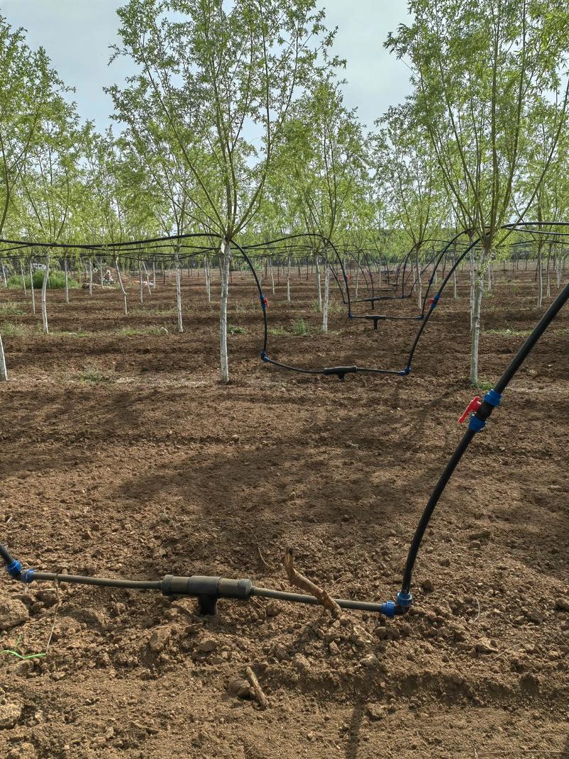 知了养殖技术怎样高产-图3