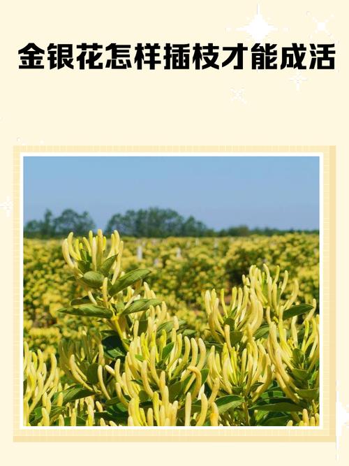金银花繁植技术有哪些关键要点？-图2