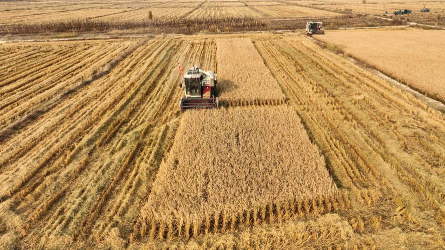 水稻稻田管理技术视频-图2