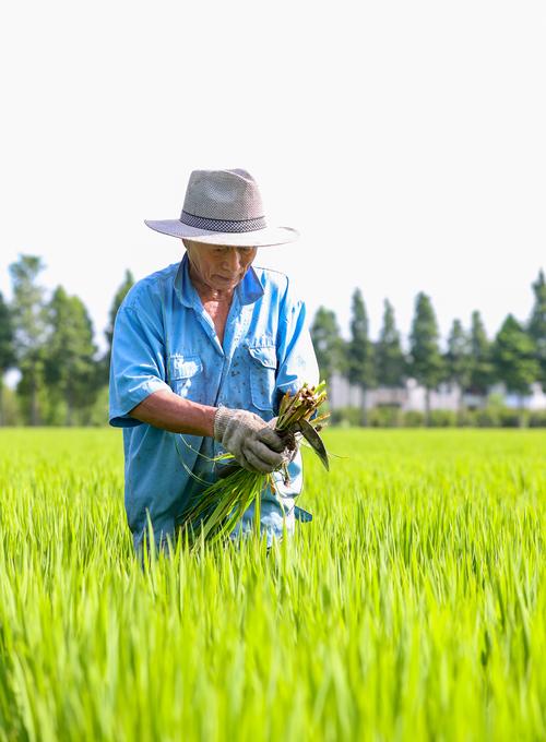 水稻稻田管理技术视频-图1