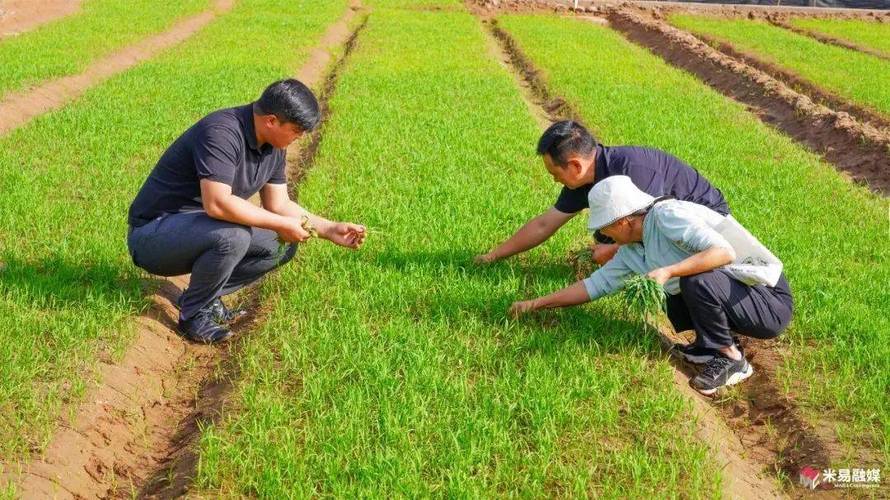 水稻栽培管理技术视频有哪些要点？-图3