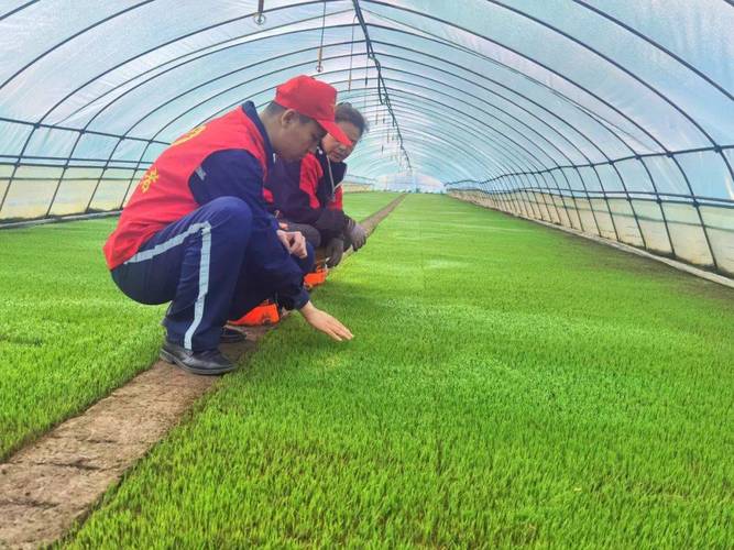 水稻栽培管理技术视频有哪些要点？-图2