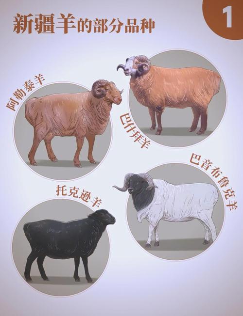 国内哪种羊的品种更好-图3