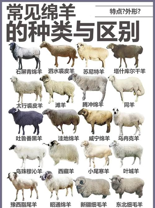 国内哪种羊的品种更好-图2